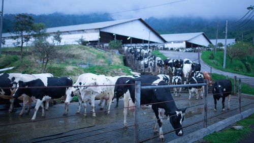 A Day In The Dairy Farm: What Goes Into A Pack Of Fresh Milk?