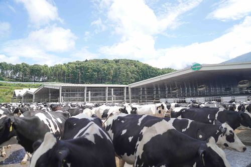 Keunikan Kandang Sapi Greenfields: Tempat di mana Kebahagiaan Sapi Terwujud!